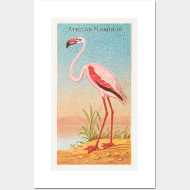 African flamingo Wall Art by WAITE-SMITH VINTAGE ART